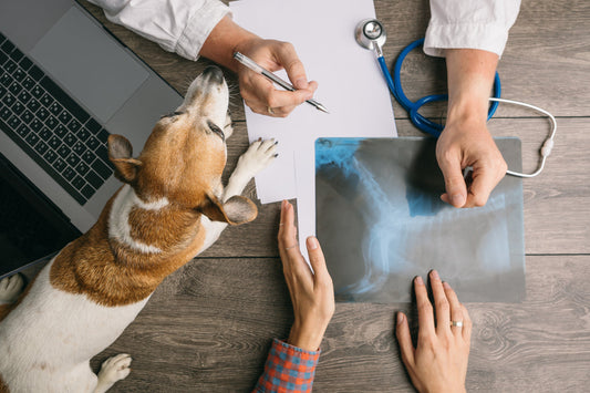 Evaluating Joint Support Ingredients in Canine Osteoarthritis